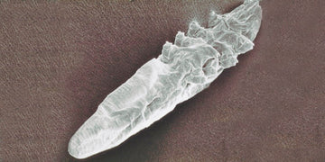 Demodex Brevis: Treatments and Prevention