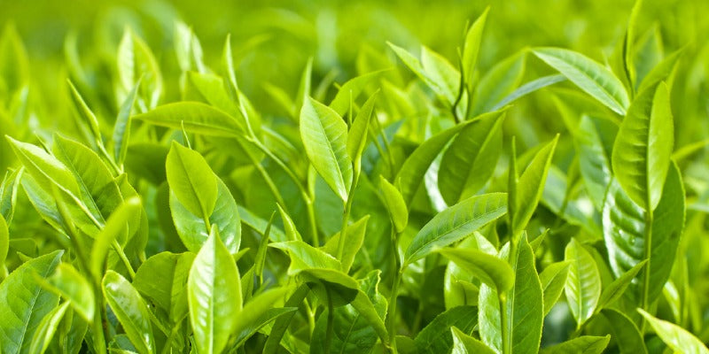 Why Tea Tree Oil Is Such a Great Facial Product Ingredient